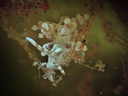 Eubranchus sp. 5