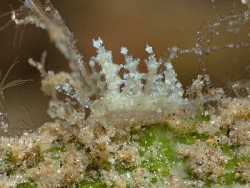 Eubranchus sp. 9