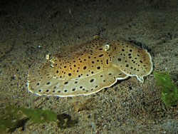 Euselenops luniceps