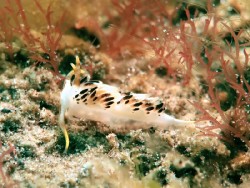 Facelina sp. 5 (2)