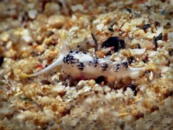Facelina sp. 5