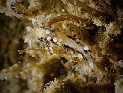 Facellina bourailli