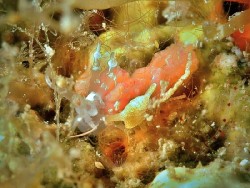 Favorinus japonicus