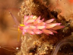 Favorinus mirabilis