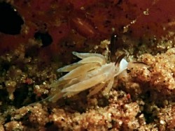 Favorinus sp. 12 