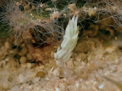 Favorinus sp. 15