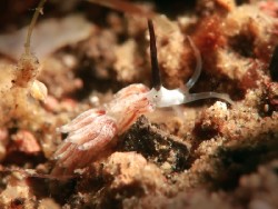 Favorinus sp. 4