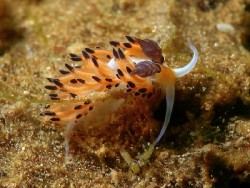 Favorinus tsuruganus