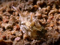 Gastropteron bicornutum