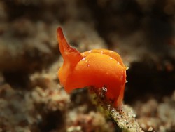 Gastropteron sp. 1