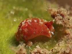 Gastropteron sp. 4