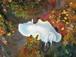 Glossodoris buko