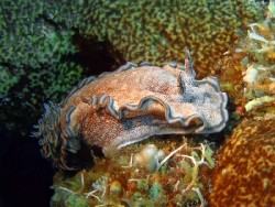 Glossodoris hikuerensis