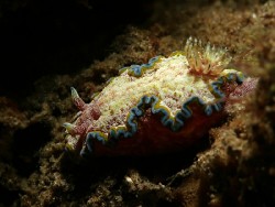 Glossodoris sp. 1