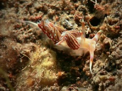 Godiva sp.