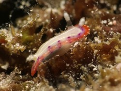 Goniobranchus setoensis