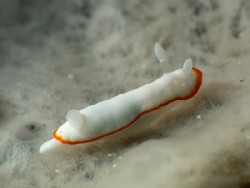 Goniobranchus albonares