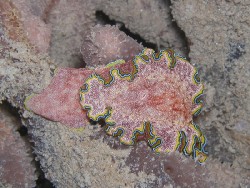 Goniobranchus albopunctatus