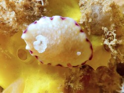 Goniobranchus alius