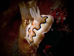 Goniobranchus coi