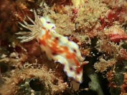 Goniobranchus collingwoodi (2)
