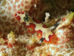 Goniobranchus fidelis