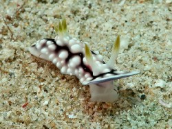 Goniobranchus geometricus 