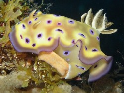 Goniobranchus kuniei