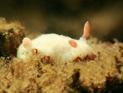 Goniobranchus preciosus (2)