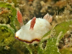 Goniobranchus preciosus