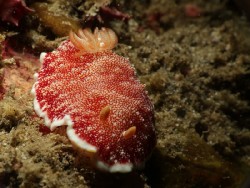 Goniobranchus reticulatus