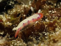 Goniobranchus setoensis