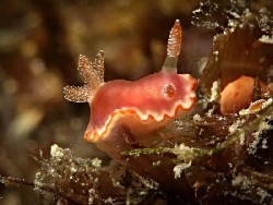 Goniobranchus sp. 42