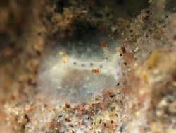 Goniobranchus sp. 46