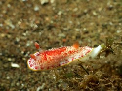 Goniobranchus sp. 5