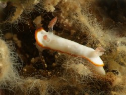 Goniobranchus verrieri