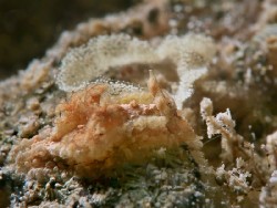 Goniodoris sp.