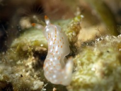Gymnodoris alba