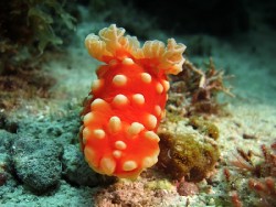 Gymnodoris aurita 
