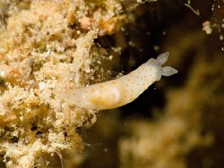 Gymnodoris bicolor