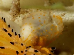 Gymnodoris citrina