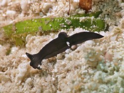 Gymnodoris nigricolor