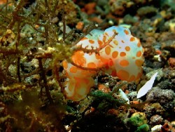 Gymnodoris rubropapulosa