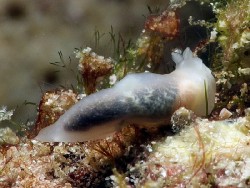 Gymnodoris sp. 36