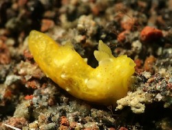 Gymnodoris sp. 3