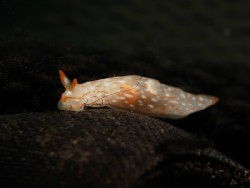 Gymnodoris sp. 30