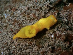 Gymnodoris sp. 45