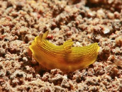 Gymnodoris sp. 60