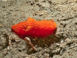 Gymnodoris sp. 61