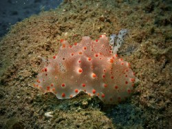 Halgerda batangas